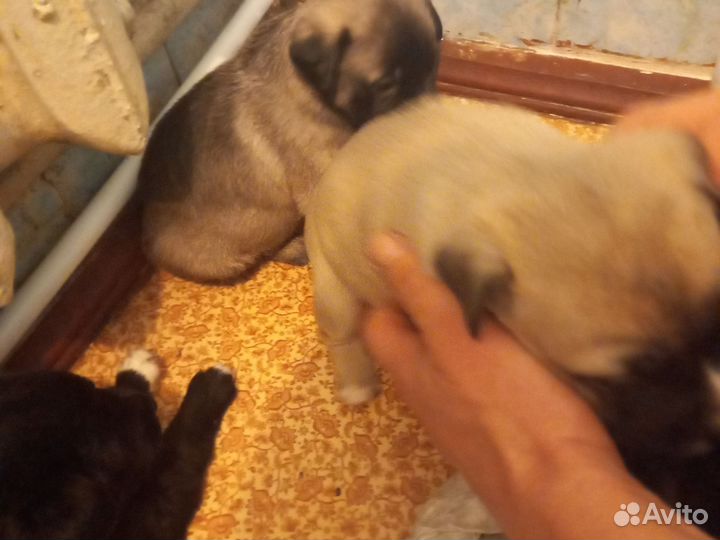 Собака в добрые руки отдам бесплатно