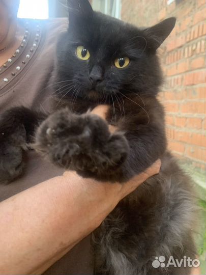 Котенок мальчик