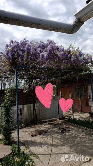 Глициния фиолетовая