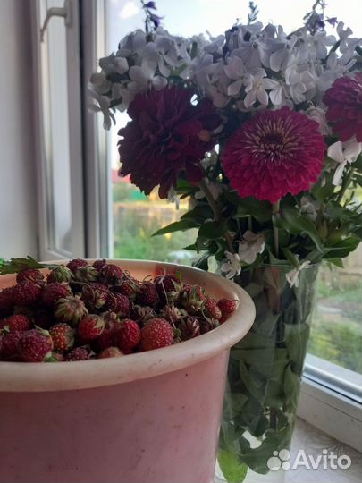 Клубника свежая ягода