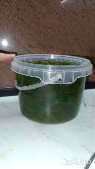 Аквариумное растение