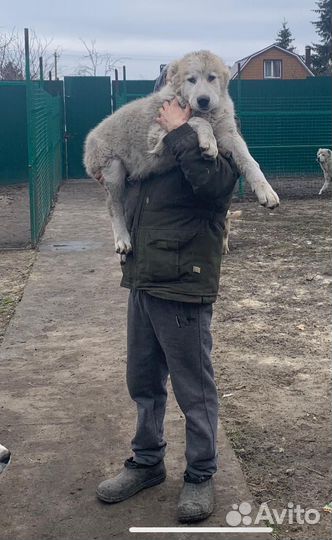 Кобели 3 мес