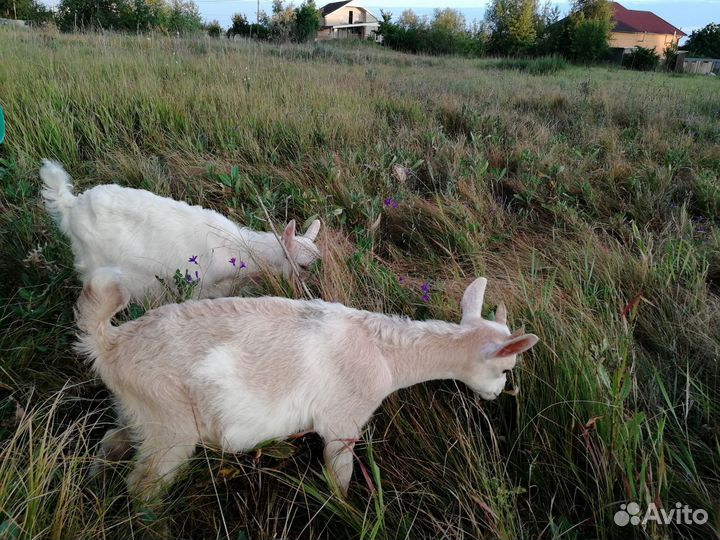 Козы и козлята