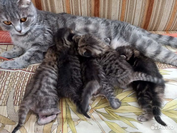 Шотландский кот вязка