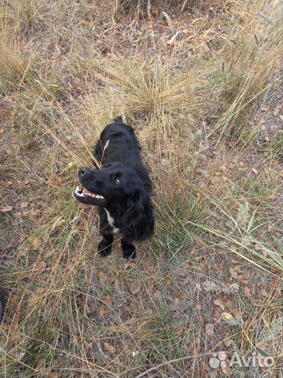 Спаниель щенок