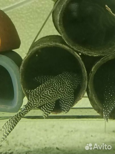 Номерные сомы