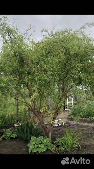 Ива кудрявая