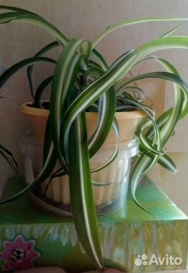 Хлорофитум