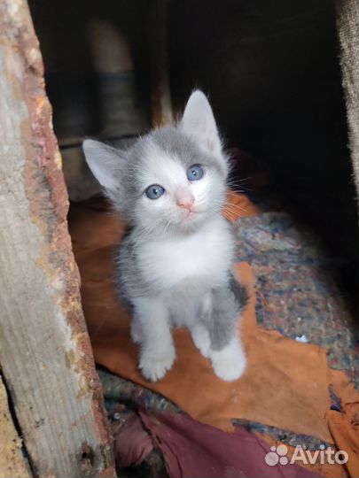 Котята в добрые руки. Бесплатно