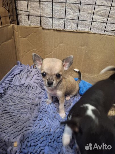 Щенки чихуахуа