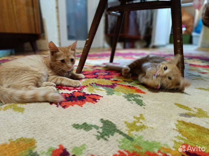 Рыжий котенок в добрые руки