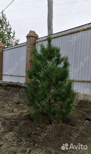 Саженцы сибирского кедра экстра класс