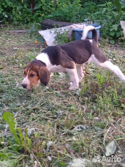 Русская пегая гончая