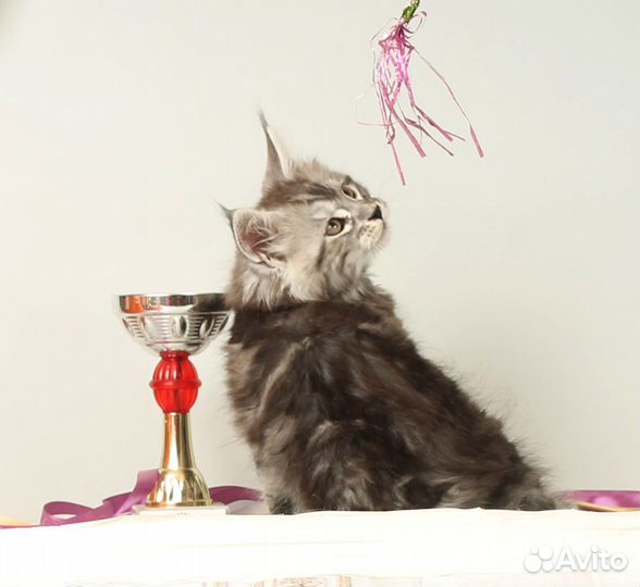 Котята мейн-кун