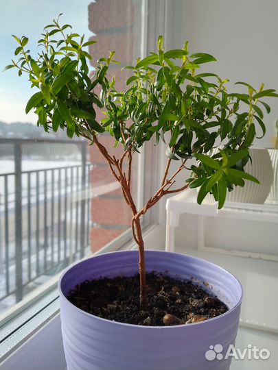 Миртовое дерево