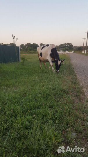 Корова стельная