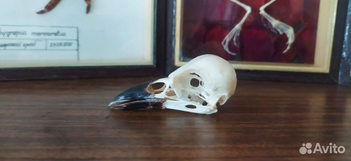 Череп галки