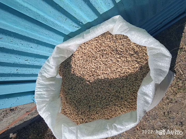 Зерно ячмень