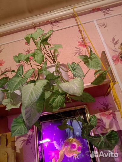 Сингониум, сциндарсус, филодендроны