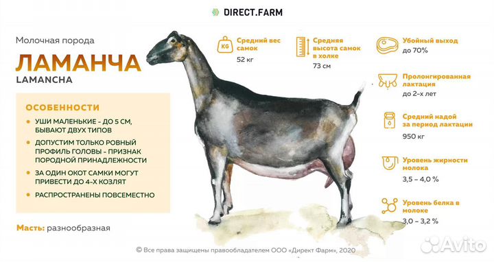 Козлы Ламанча