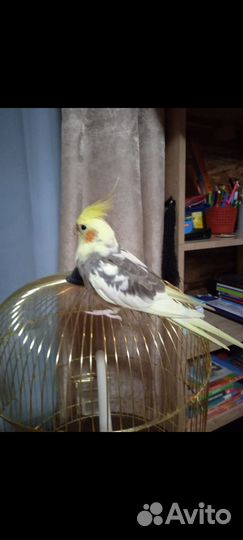 Попугай корелла