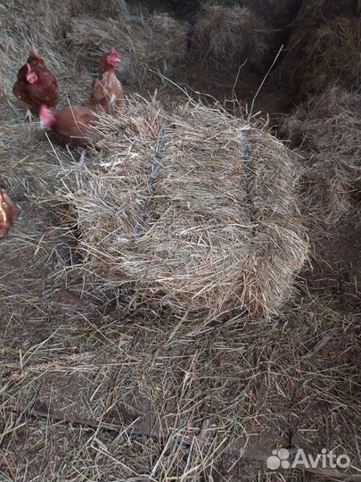 Сено в кипах