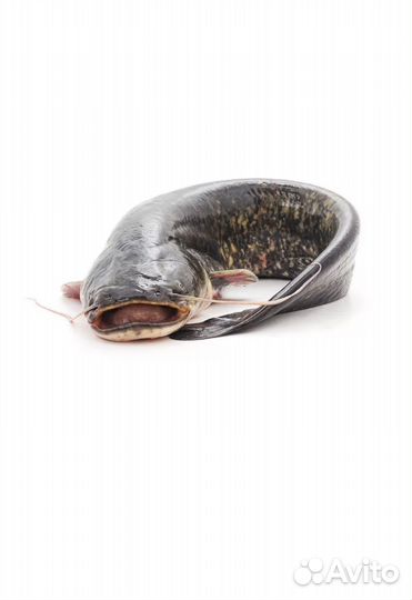 Сом свежомороженный