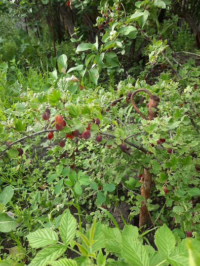 Дача 20 м² на участке 9 сот.