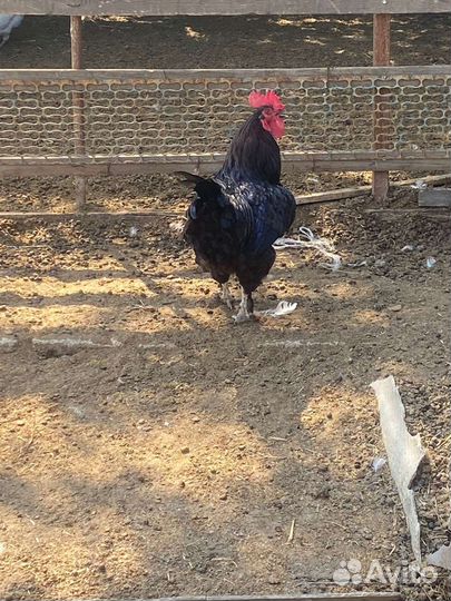 Куры гуси утки