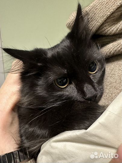 Котенок девочка 5 мес