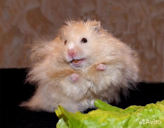 Сирийские хомячки малыши