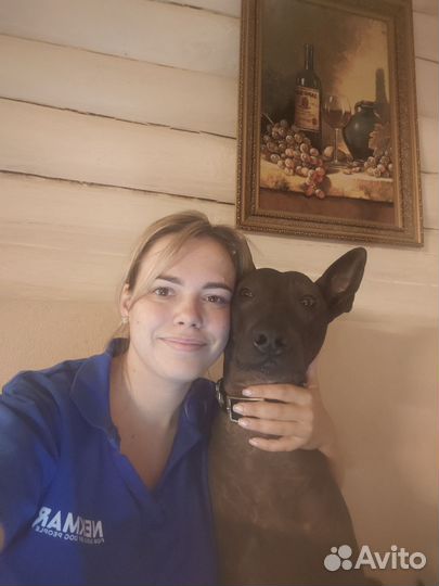 Домашняя зоогостиница с кинологом