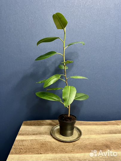 Фикус каучуконосный 60 см