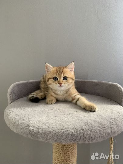 Британская золотая шиншилла котенок