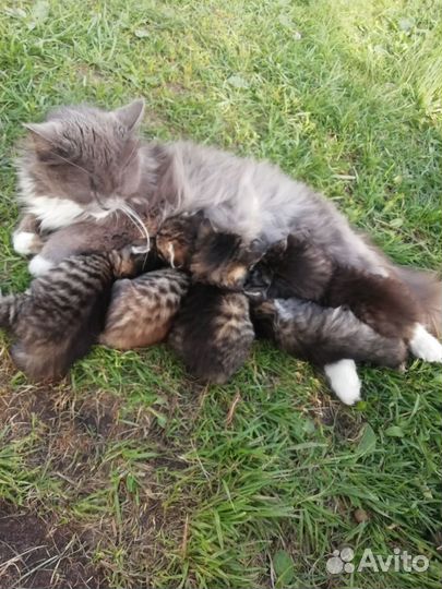 Котята в добрые руки мальчики