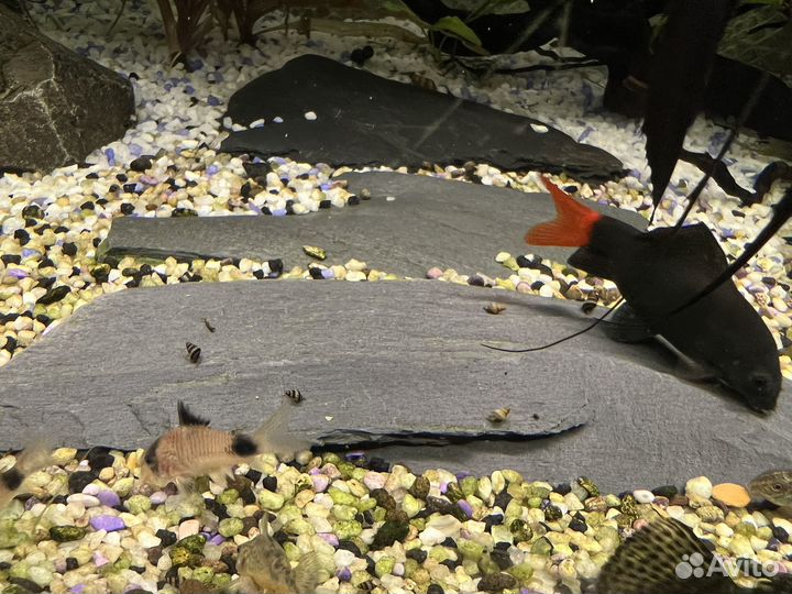 Улитка хелена