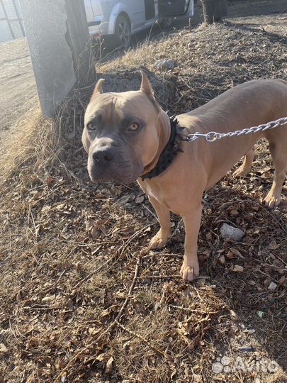 Стаффорд вязка