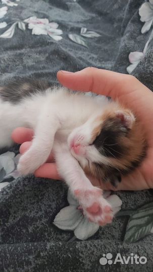 Котята