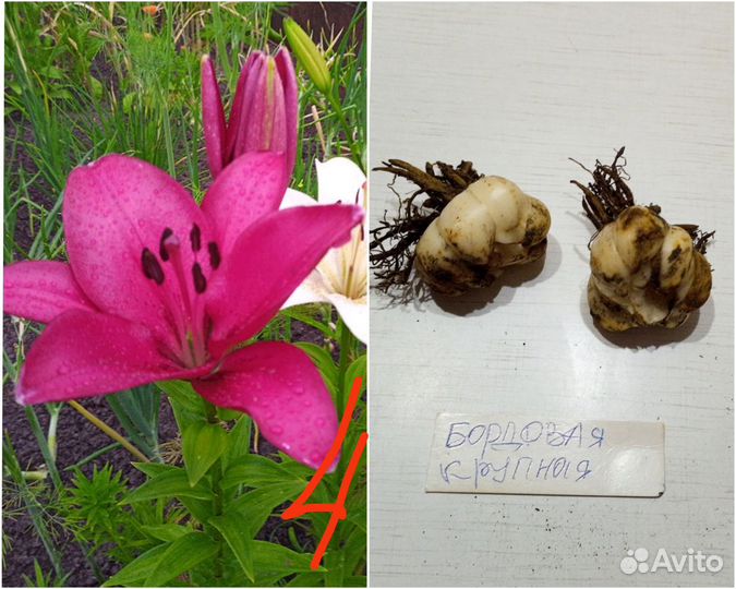 Лилии луковицы