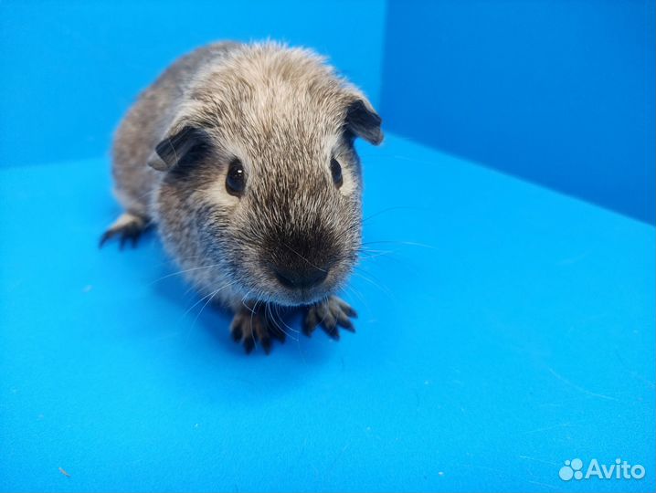 Морские свинки Разные из Питомника