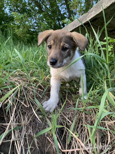 Отдаем щенков сао помесь