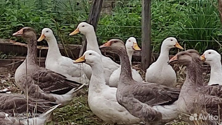 Гусь и утка ст 5