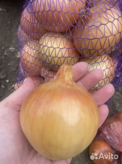 Лук крупный
