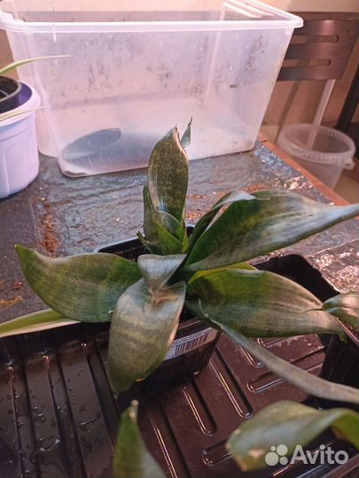 Комнатные растения цветы