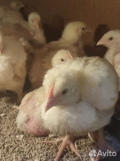 Цыплята бройлеры подрощенные