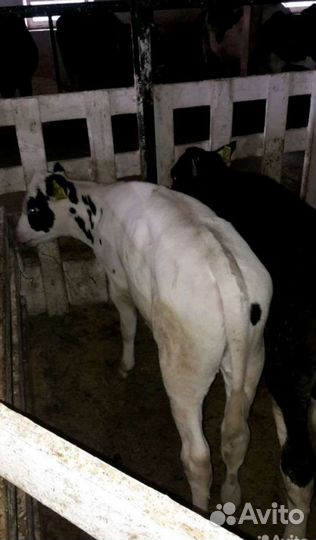 Телята бычки