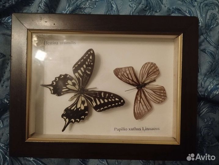 Картина живые бабочки