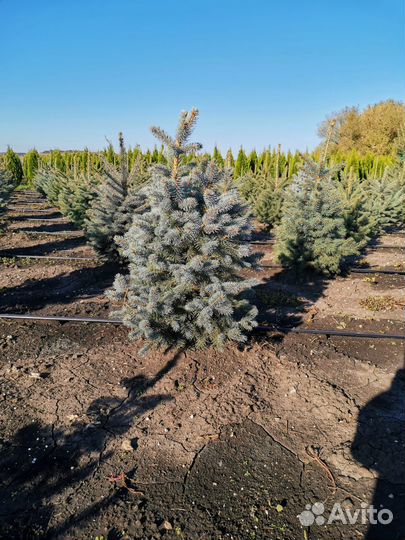 Ель Колючая - супер Блю голубая