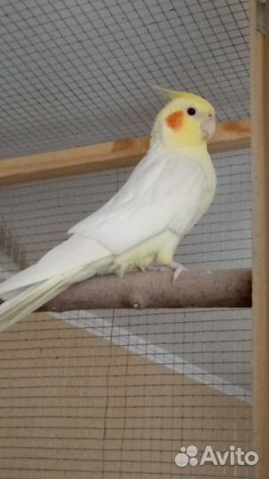 Попугай корелла