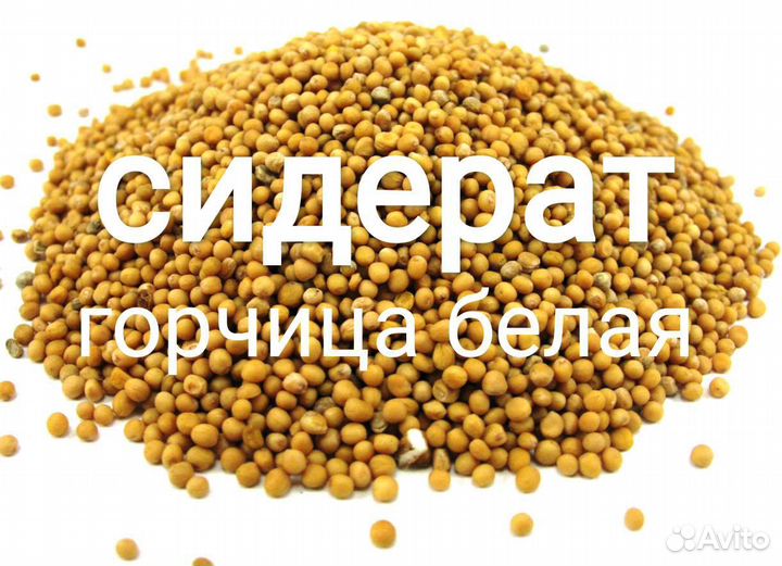 Сидерат Горчица белая